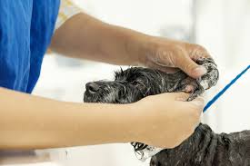 Whitemud Pet Grooming Salo